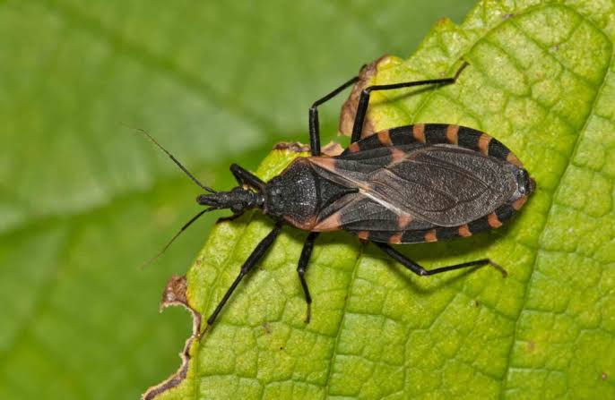 Doença de Chagas e açaí: por que o branqueamento é obrigatório