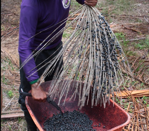 Manejo sustentável de açaizais: produzir mais sem derrubar a floresta